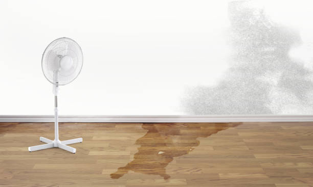 Best Professional water damage repair  in Great Falls, VA