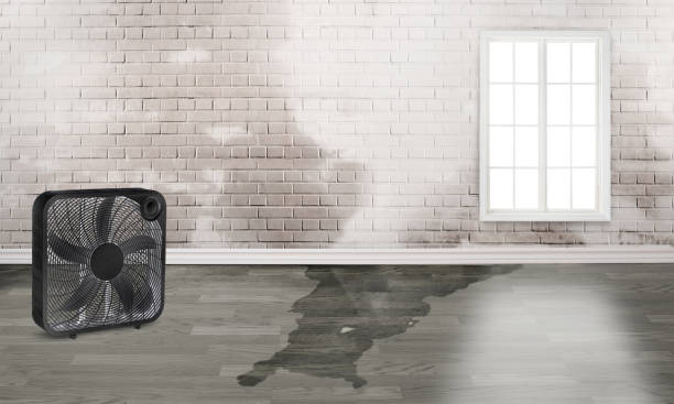 Best Carpet water damage restoration  in Great Falls, VA